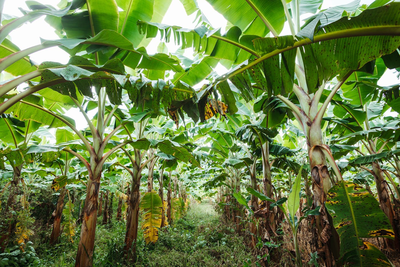 Tropical fruit plantation